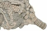 Fossil Crinoid Actinocrinites With Agaricocrinus - Indiana #197505-1